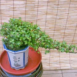 金枝玉叶